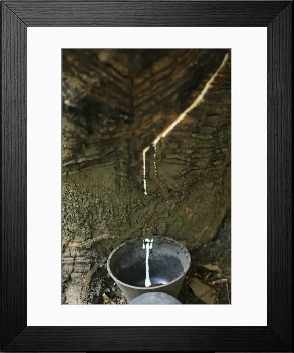 Framed Print : Brazil, Brazilian Amazon, Para, a rubber tappers beaker - collecting flowing