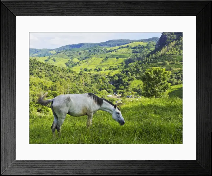 Framed Print : Brazil, State of Minas Gerais, Heliodora, Landscape with a White Horse