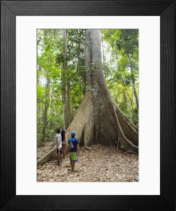 Framed Print : Brazil, Brazilian Amazon, Para, hikers in front of a giant kapok tree in the Amazon Framed Print : Brazil, Brazilian Amazon, Para, hikers in front of a giant kapok tree in the Amazon