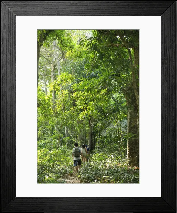 Framed Print : Brazil, Brazilian Amazon, Para, hikers in the Amazon Rainforest in FLONA - the Tapajos Framed Print : Brazil, Brazilian Amazon, Para, hikers in the Amazon Rainforest in FLONA - the Tapajos
