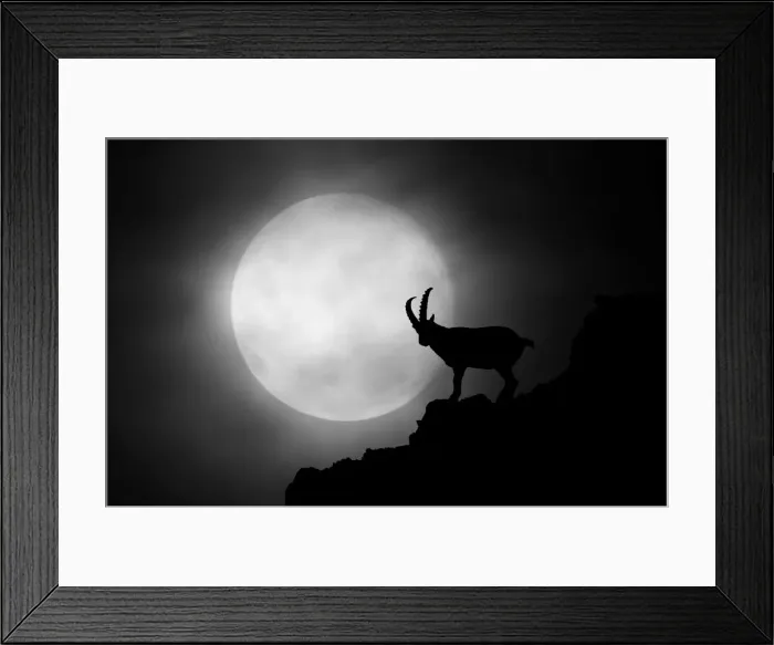 Framed Print : Silhouette of Ibex in Monviso mountain, alps, Crissolo village, Cuneo district, Piedmont Framed Print : Silhouette of Ibex in Monviso mountain, alps, Crissolo village, Cuneo district, Piedmont