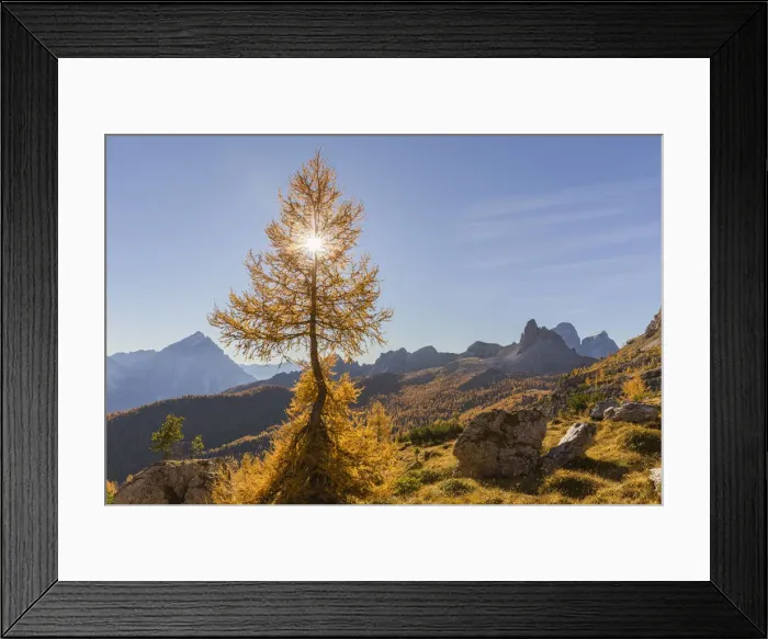 Framed Print : Lonely larch in the Dolomites, Cortina d Ampezzo, Belluno district, Veneto, Italy Framed Print : Lonely larch in the Dolomites, Cortina d Ampezzo, Belluno district, Veneto, Italy