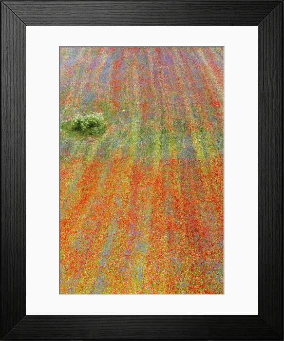 Framed Print : Flowering in Castelluccio plateau, Castelluccio di Norcia village, Monti Sibillini Framed Print : Flowering in Castelluccio plateau, Castelluccio di Norcia village, Monti Sibillini