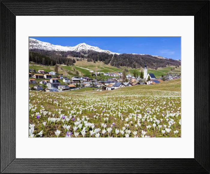 Framed Print : Flowering of Crocus nivea in the village of Ftan, Lower Engadine. Canton of Grisons Framed Print : Flowering of Crocus nivea in the village of Ftan, Lower Engadine. Canton of Grisons
