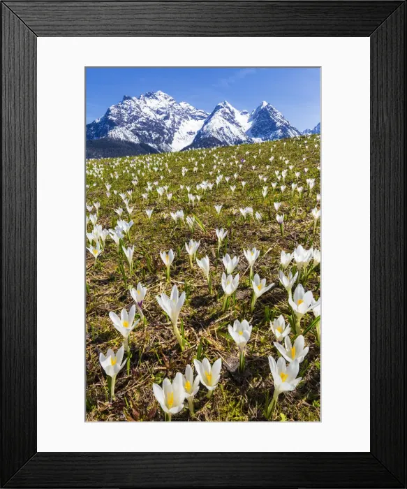 Framed Print : Flowering of Crocus nivea. Lower Engadine. Canton of Grisons, Switzerland, Europe Framed Print : Flowering of Crocus nivea. Lower Engadine. Canton of Grisons, Switzerland, Europe