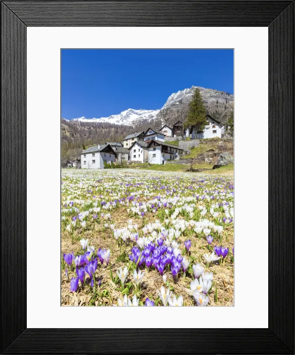 Framed Print : Flowering of Crocus nivea in Bosco Gurin, Vallemaggia, Canton of Ticino, Switzerland Framed Print : Flowering of Crocus nivea in Bosco Gurin, Vallemaggia, Canton of Ticino, Switzerland