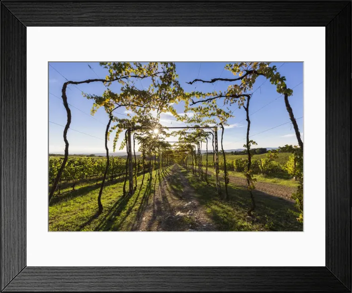 Framed Print : Natural tunnel in the vineyards of Chianti. San Felice, Castelnuovo Berardenga, Chianti