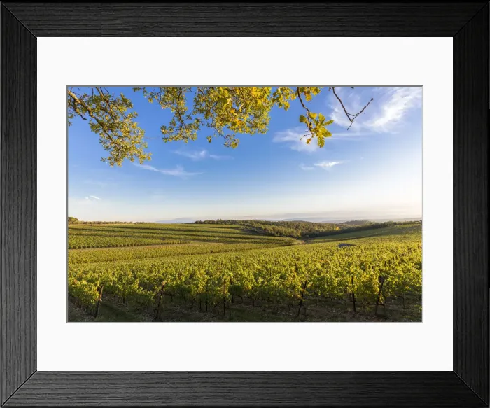 Framed Print : Autumn colors in the vineyards of Chianti. San Felice, Castelnuovo Berardenga, Chianti Framed Print : Autumn colors in the vineyards of Chianti. San Felice, Castelnuovo Berardenga, Chianti