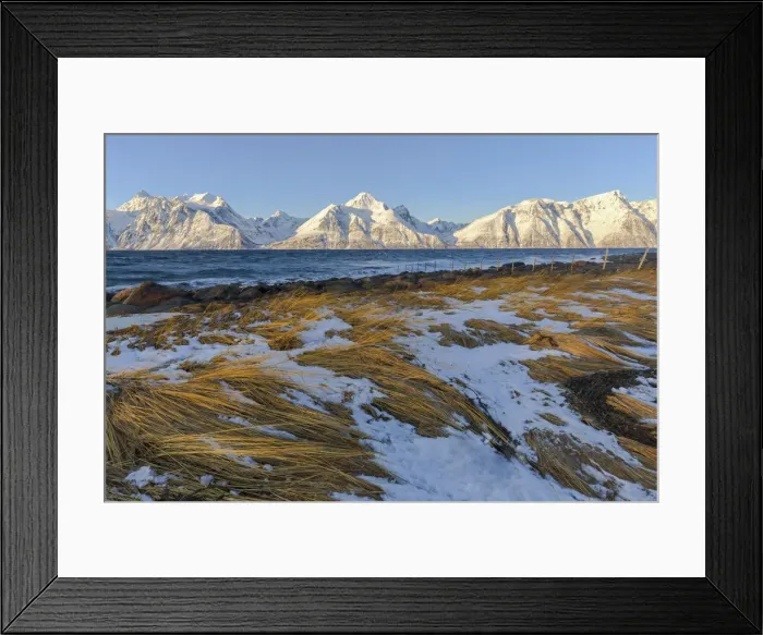 Framed Print : The wind shakes the dry grass illuminated by the sun. Spaknesora naturreservat, Djupvik Framed Print : The wind shakes the dry grass illuminated by the sun. Spaknesora naturreservat, Djupvik