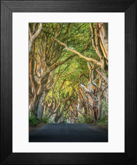 Framed Print : The Dark Hedges near Stanocum, County Antrim, Northern Ireland, United Kingdom Framed Print : The Dark Hedges near Stanocum, County Antrim, Northern Ireland, United Kingdom