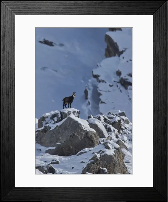 Framed Print : Chamois on the rocks, italian alps, Piedmont, Italy Framed Print : Chamois on the rocks, italian alps, Piedmont, Italy