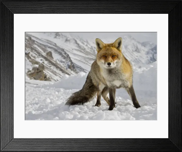 Framed Print : Red fox on the snow, italian alps, Piedmont, Italy Framed Print : Red fox on the snow, italian alps, Piedmont, Italy