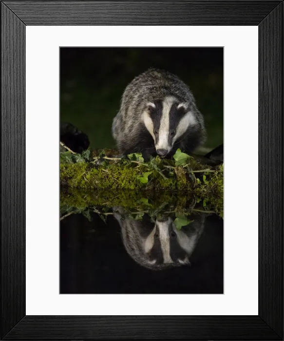 Framed Print : Badger drinking at the pool, italian alps, Piedmont, Italy Framed Print : Badger drinking at the pool, italian alps, Piedmont, Italy