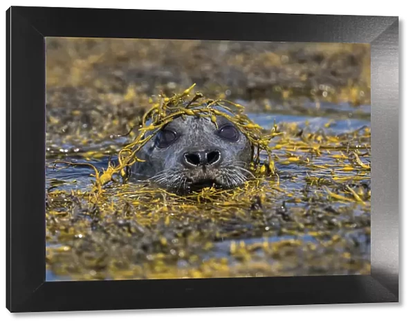 Harbour seal, Isle of Skye, Scotland