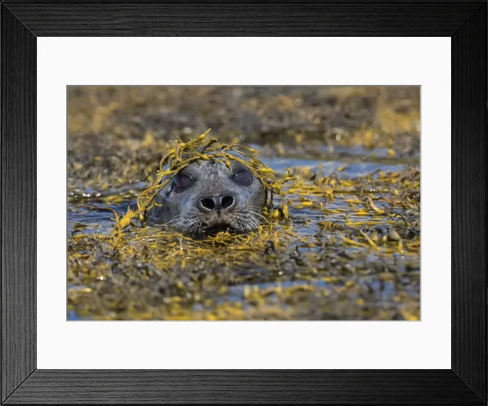 Framed Print : Harbour seal, Isle of Skye, Scotland Framed Print : Harbour seal, Isle of Skye, Scotland
