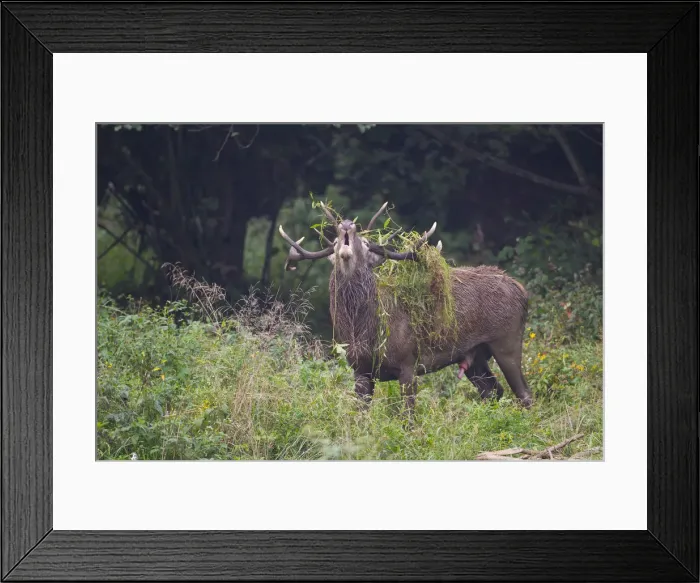 Framed Print : Deer in love, italian alps, Piedmont, Italy Framed Print : Deer in love, italian alps, Piedmont, Italy