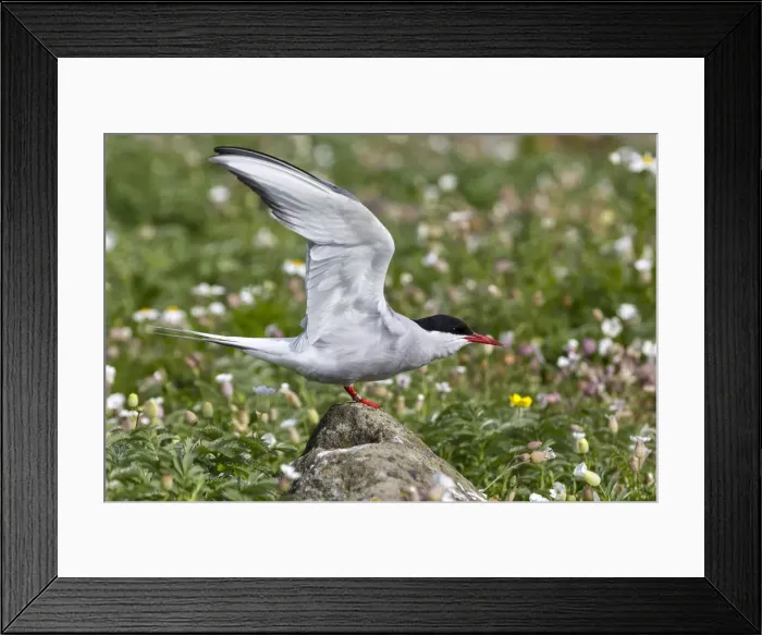 Framed Print : Artic tern on the cliff, Isle of Lunga, Treshnish Isles, Scotland, Europe Framed Print : Artic tern on the cliff, Isle of Lunga, Treshnish Isles, Scotland, Europe