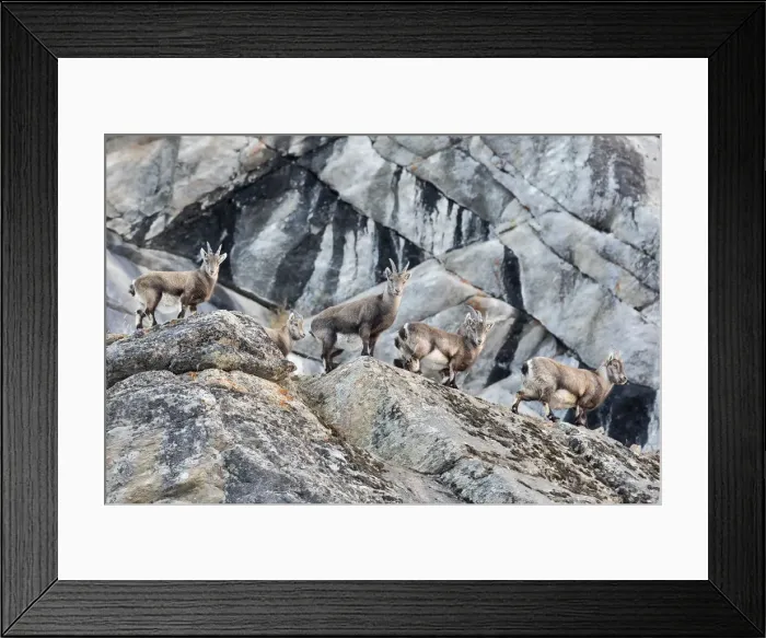 Framed Print : Young Ibex along the slope, italian alps, Piedmont, Italy Framed Print : Young Ibex along the slope, italian alps, Piedmont, Italy