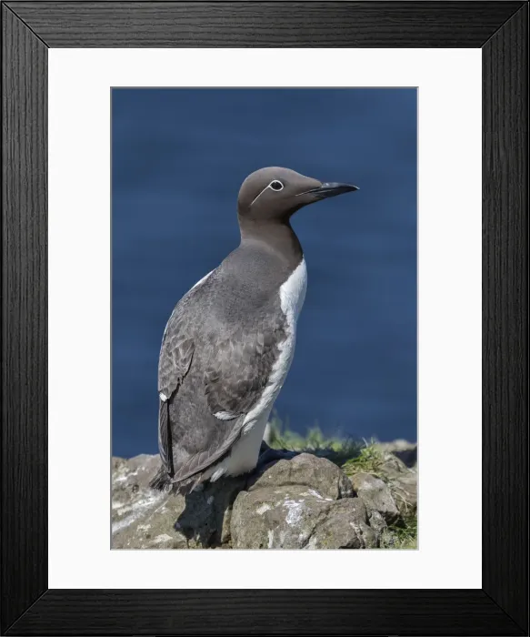 Framed Print : Guillemot on the cliffs, Isle of Lunga, Treshnish Isles, Scotland, Europe Framed Print : Guillemot on the cliffs, Isle of Lunga, Treshnish Isles, Scotland, Europe