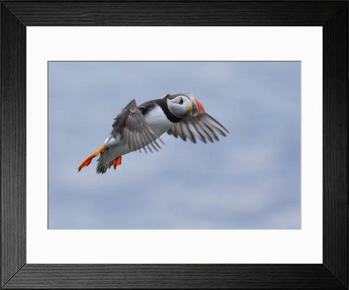 Framed Print : flying Puffin, Isle of Lunga, Treshnish Isles, Scotland, Europe Framed Print : flying Puffin, Isle of Lunga, Treshnish Isles, Scotland, Europe
