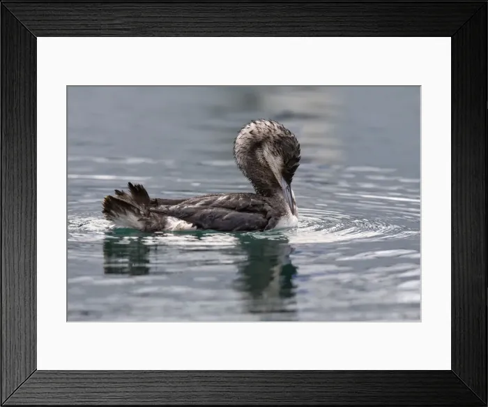 Framed Print : Gavia arctica on the harbour, Savona province, Liguria district, Italy, Europe Framed Print : Gavia arctica on the harbour, Savona province, Liguria district, Italy, Europe