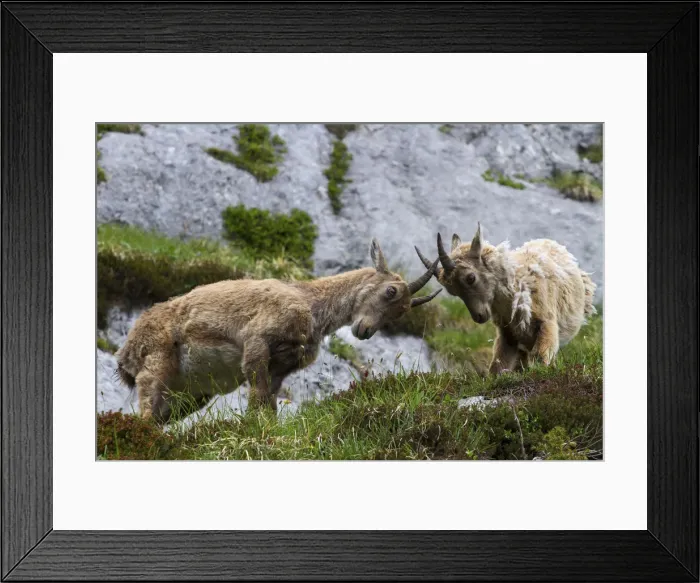 Framed Print : Young Ibex, Montasio, Italy. Young Ibex playing in Piani del Montasio Framed Print : Young Ibex, Montasio, Italy. Young Ibex playing in Piani del Montasio