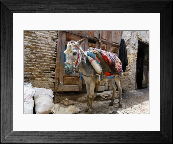 Framed Print : North Africa, Morocco, Fez. Donkey