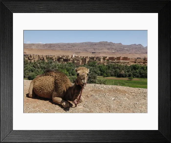 Framed Print : North Africa, Morocco, Dades Valley. Camel in the desert Framed Print : North Africa, Morocco, Dades Valley. Camel in the desert