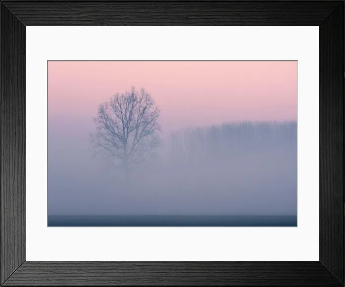 Framed Print : Plain Piedmont, Piedmont, Turin, Italy. Trees in the mist Framed Print : Plain Piedmont, Piedmont, Turin, Italy. Trees in the mist