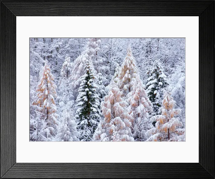 Framed Print : Germanasca valley, Piedmont, Turin, Italy. Larch and fir trees in the snow Framed Print : Germanasca valley, Piedmont, Turin, Italy. Larch and fir trees in the snow