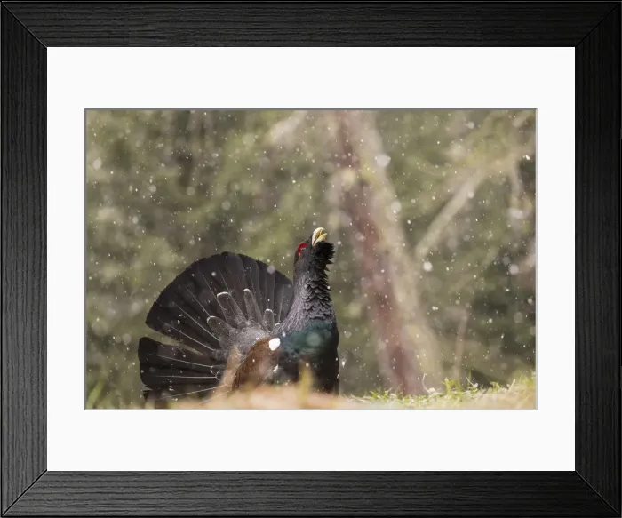 Framed Print : Western Capercaillie or Wood Grouse (Tetrao urogallus) male displaying, Stelvio National Framed Print : Western Capercaillie or Wood Grouse (Tetrao urogallus) male displaying, Stelvio National