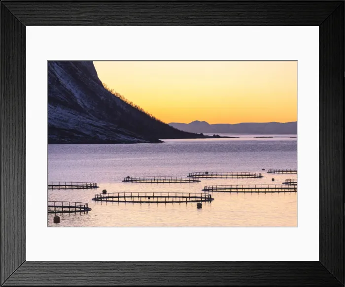 Framed Print : Fish farming in the fjord in front of Torsken. Torsken, Torskefjorden, Senja, Norway