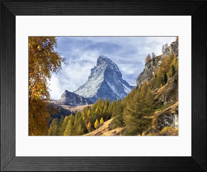 Framed Print : Colourful trees in autumn with Matterhorn in the background Framed Print : Colourful trees in autumn with Matterhorn in the background