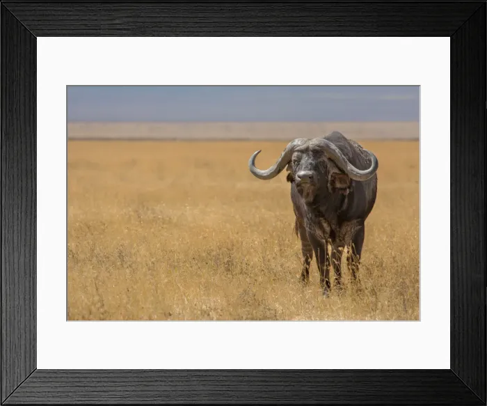 Framed Print : Tanzania, Africa. Buffalo in Ngorongoro Conservation Area Framed Print : Tanzania, Africa. Buffalo in Ngorongoro Conservation Area