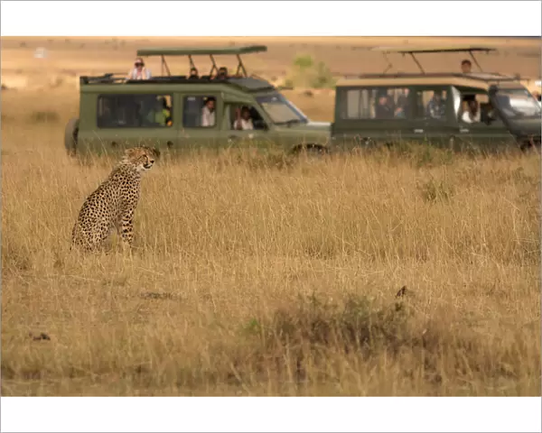 Masai Mara Park, Kenya, Africa, Cheetah