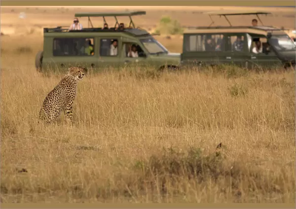 Masai Mara Park, Kenya, Africa, Cheetah