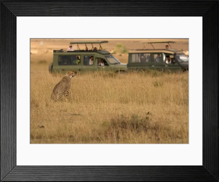 Framed Print : Masai Mara Park, Kenya, Africa, Cheetah Framed Print : Masai Mara Park, Kenya, Africa, Cheetah