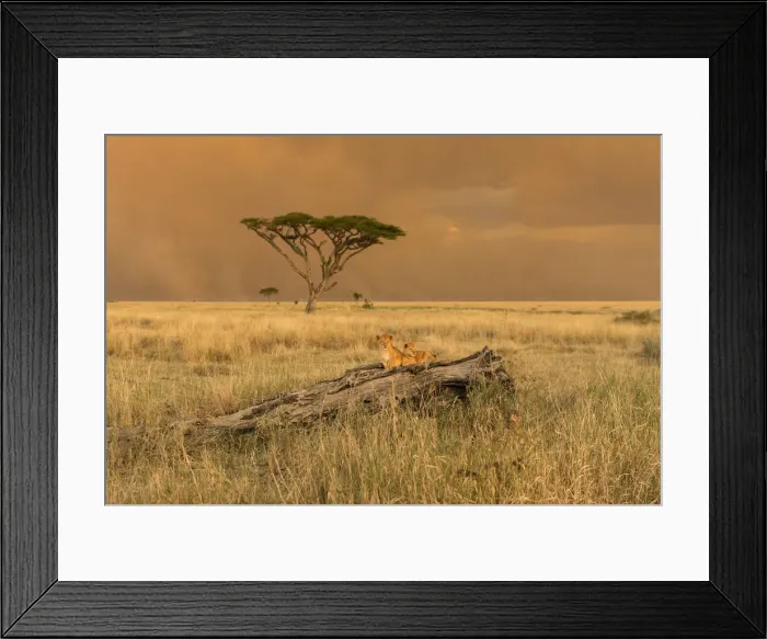 Framed Print : Tanzania, Africa, Serengeti National Park, puppies on a tree trunk Framed Print : Tanzania, Africa, Serengeti National Park, puppies on a tree trunk