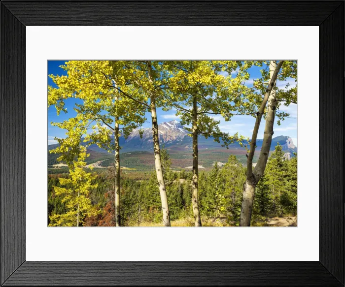 Framed Print : Pyramid Mountain Through Aspen Trees, Jasper National Park, Alberta, Canada Framed Print : Pyramid Mountain Through Aspen Trees, Jasper National Park, Alberta, Canada