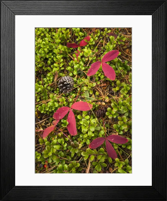 Framed Print : Pine Cones and Red Leaves, Banff National Park, Alberta, Canada Framed Print : Pine Cones and Red Leaves, Banff National Park, Alberta, Canada