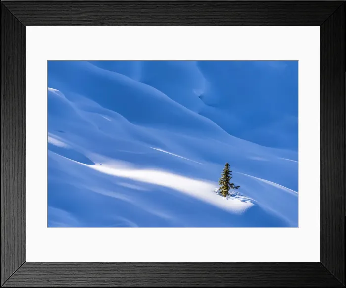 Framed Print : Single Pine Tree in Winter, Banff National Park, Aberta, Canada Framed Print : Single Pine Tree in Winter, Banff National Park, Aberta, Canada