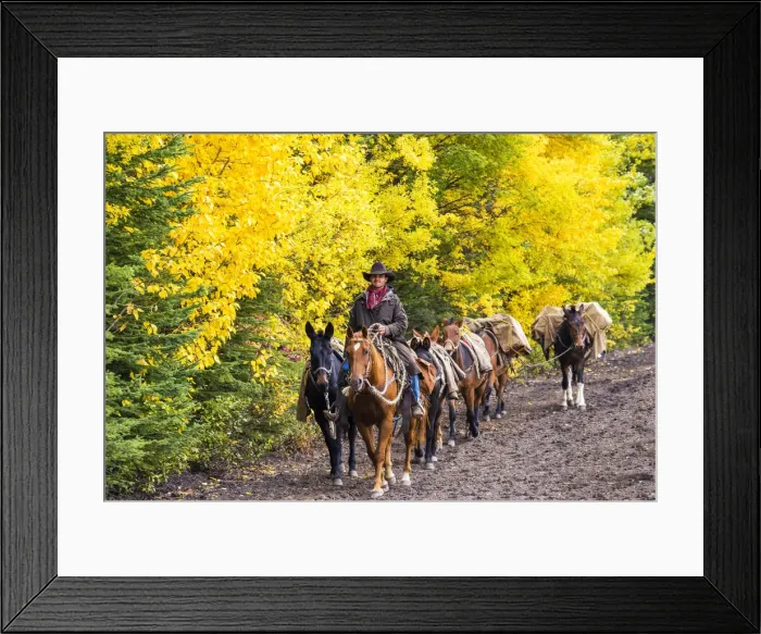 Framed Print : Cowboy and Pack Horses, Banff National Park, Alberta, Canada Framed Print : Cowboy and Pack Horses, Banff National Park, Alberta, Canada