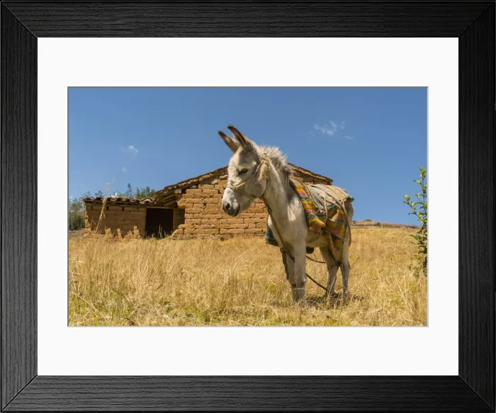 Framed Print : A donkey near an adobes house. Shilla, Ancash, Andes, Peru Framed Print : A donkey near an adobes house. Shilla, Ancash, Andes, Peru