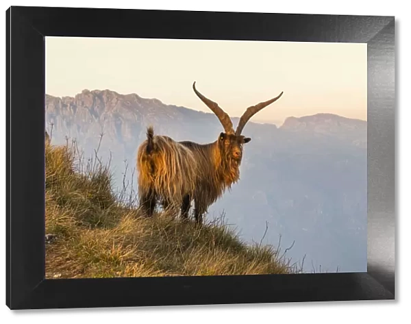 Goat at sunrise between the mountains of Due Mani peak. Valsassina, Lecco, Lombardy
