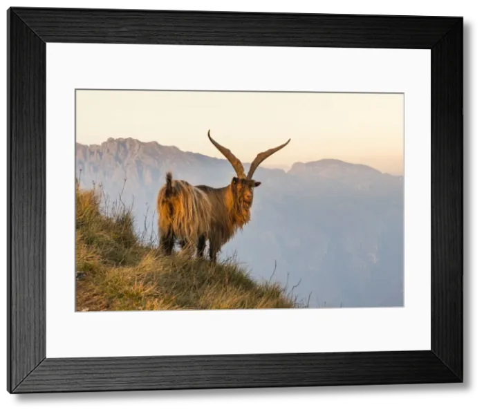 Framed Print : Goat at sunrise between the mountains of Due Mani peak. Valsassina, Lecco, Lombardy Framed Print : Goat at sunrise between the mountains of Due Mani peak. Valsassina, Lecco, Lombardy