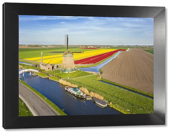 The De Kaagmolen windmill in front multicolor tulips field (Opmeer municipality, North
