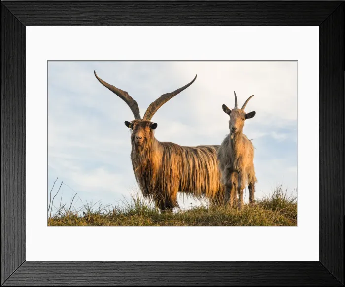 Framed Print : Goats at sunrise at Due Mani mount. Valsassina, Lecco, Lombardy, Italy Framed Print : Goats at sunrise at Due Mani mount. Valsassina, Lecco, Lombardy, Italy