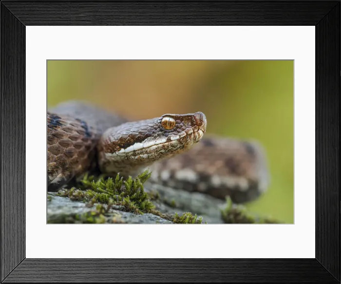 Framed Print : portrait of a viper Framed Print : portrait of a viper