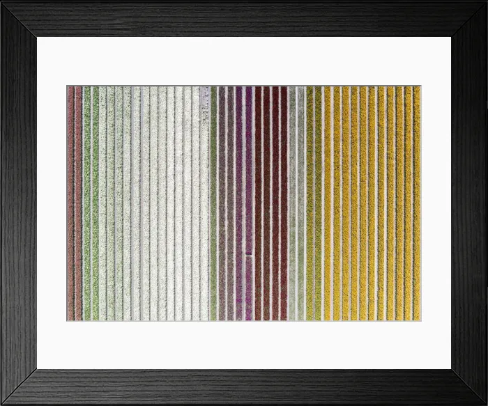 Framed Print : Aerial view of a multicolor tulips field (Warmenhuizen, Schagen municipality, Dutch Framed Print : Aerial view of a multicolor tulips field (Warmenhuizen, Schagen municipality, Dutch