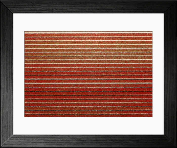 Framed Print : Red rows in an aerial view of tulips field (Sint Maarten, Schagen municipality, Dutch Framed Print : Red rows in an aerial view of tulips field (Sint Maarten, Schagen municipality, Dutch